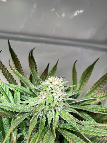 Growreport Bild 7