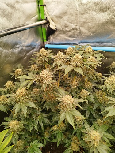 Growreport Bild 5