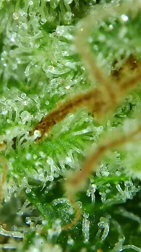 Growreport Bild 68