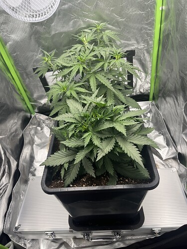 Growreport Bild 9
