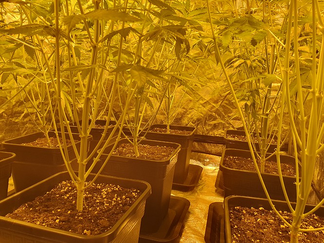 Growreport Bild 3