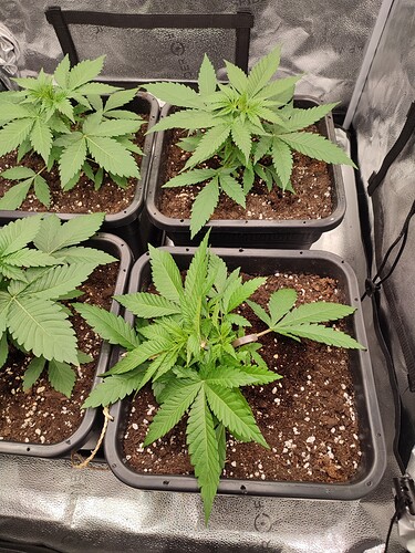 Growreport Bild 1