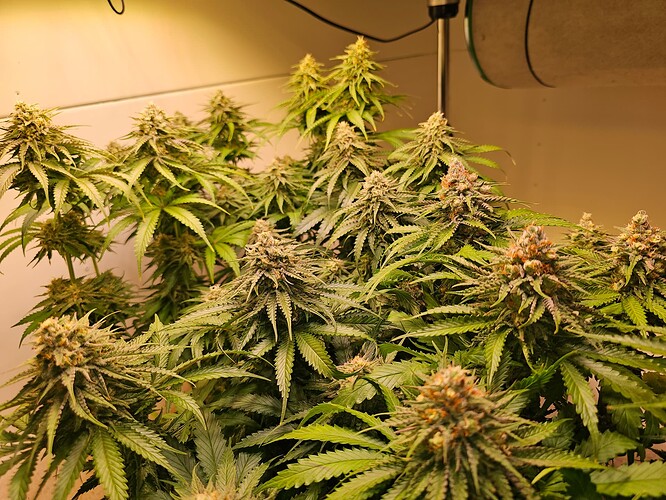Growreport Bild 31