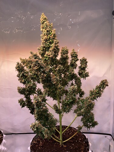 Growreport Bild 3