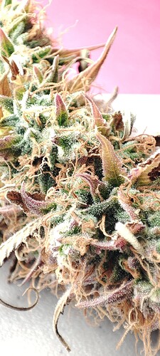 Growreport Bild 15