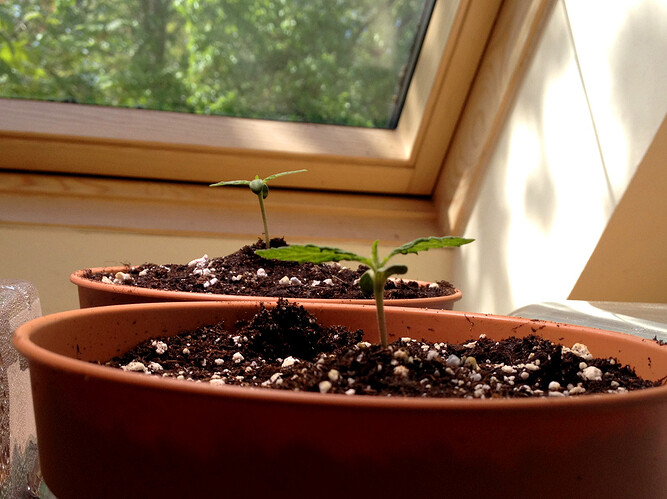 Growreport Bild 42