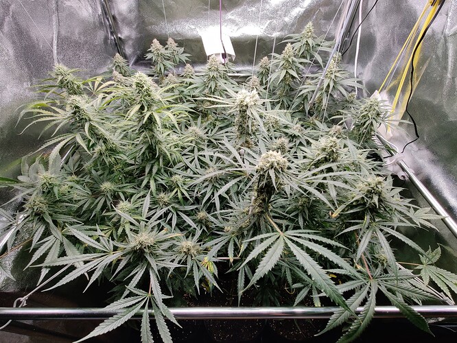 Growreport Bild 38