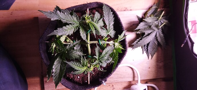 Growreport Bild 7