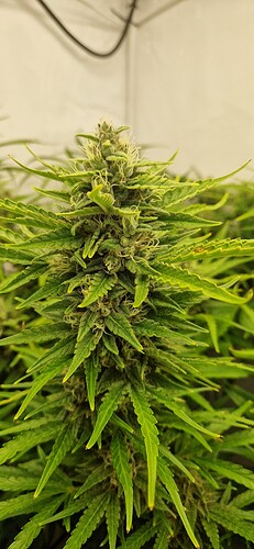 Growreport Bild 5