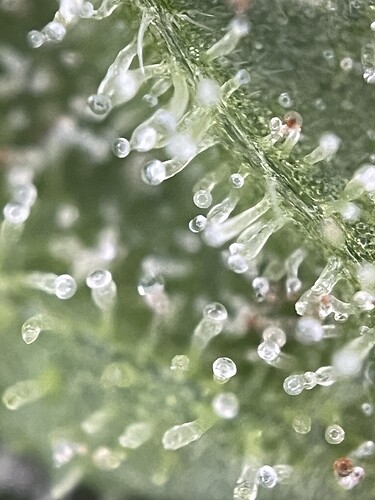 Growreport Bild 6