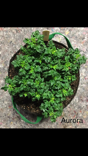Growreport Bild 1