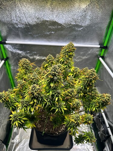 Growreport Bild 28
