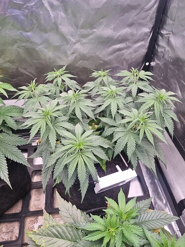 Growreport Bild 17
