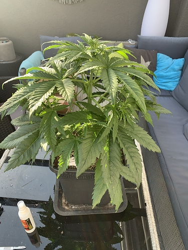 Growreport Bild 6