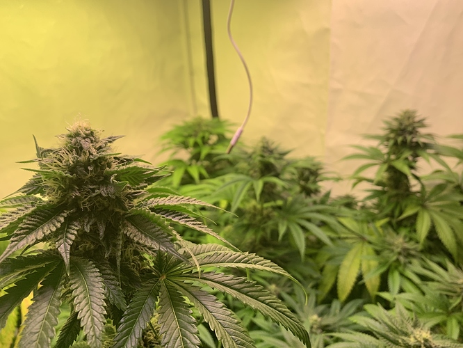 Growreport Bild 6