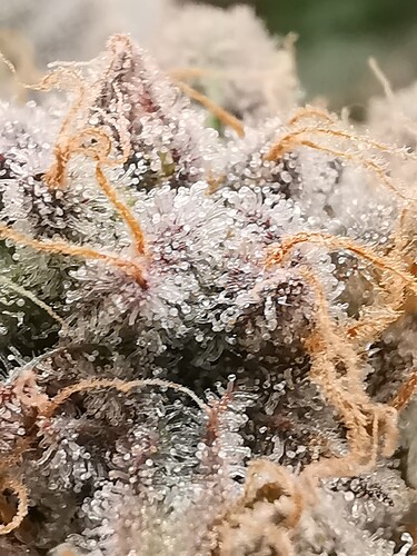 Growreport Bild 5