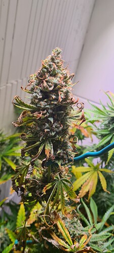 Growreport Bild 35