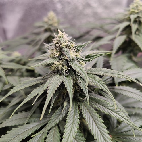 Growreport Bild 8