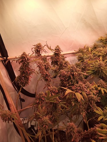 Growreport Bild 28