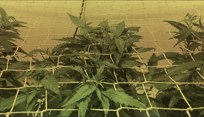 Growreport Bild 27