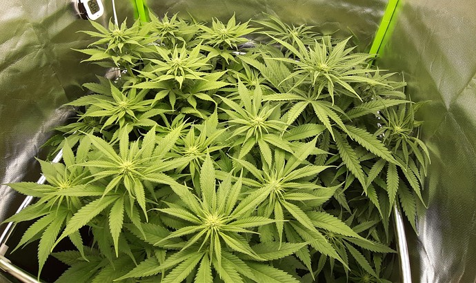 Growreport Bild 2