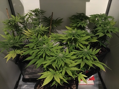 Growreport Bild 3