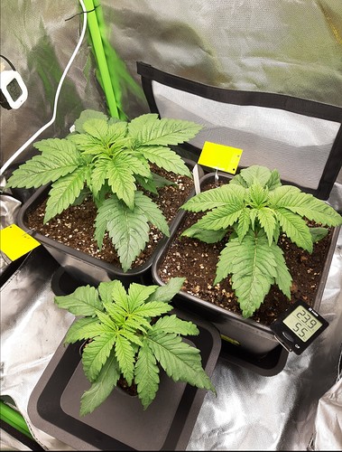 Growreport Bild 5