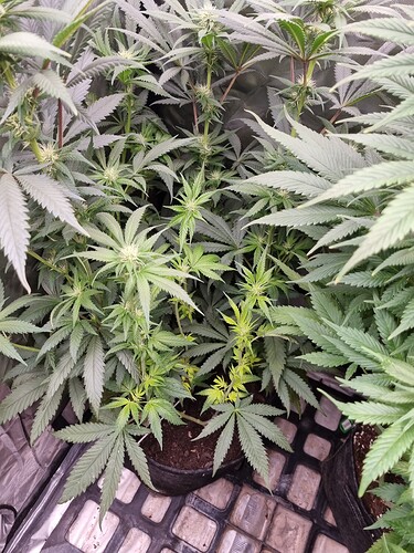 Growreport Bild 29