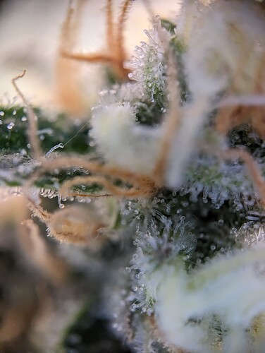 Growreport Bild 10