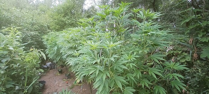 Growreport Bild 16