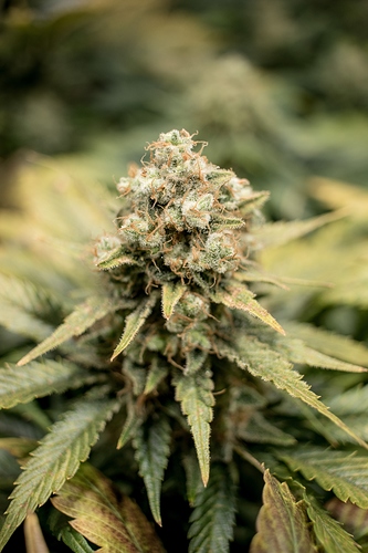 Growreport Bild 6