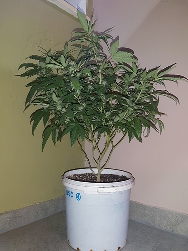 Growreport Bild 1