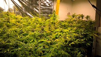 Growreport Bild 2