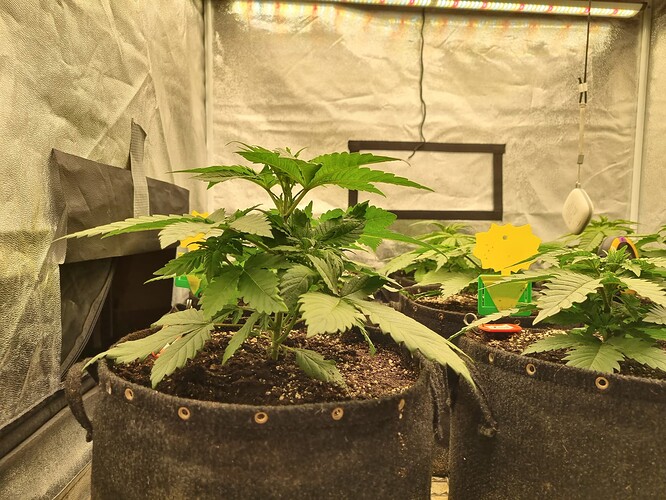 Growreport Bild 2
