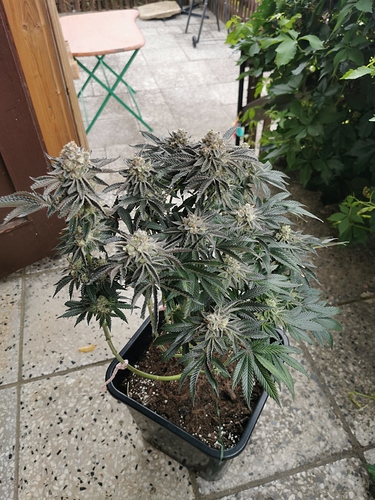 Growreport Bild 3