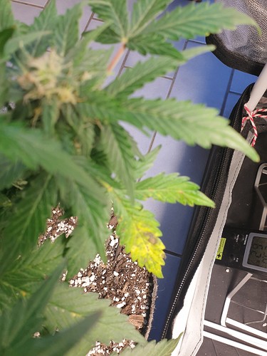 Growreport Bild 3