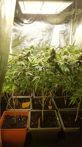 Growreport Bild 7