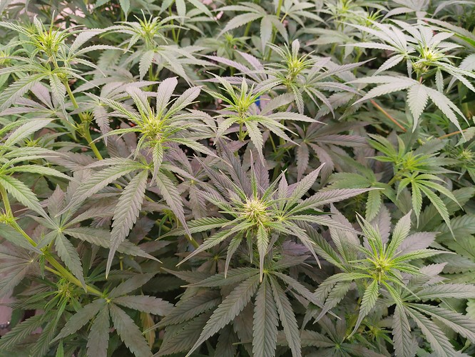 Growreport Bild 6