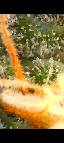 Growreport Bild 10