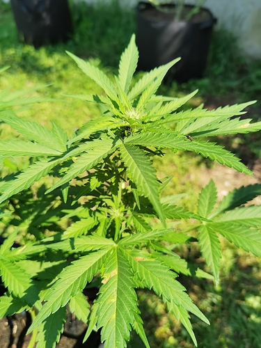 Growreport Bild 2