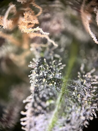 Growreport Bild 6