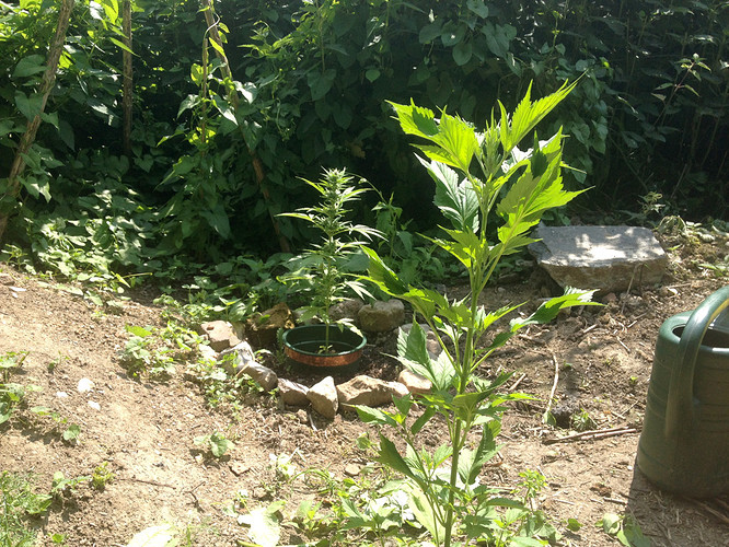 Growreport Bild 6