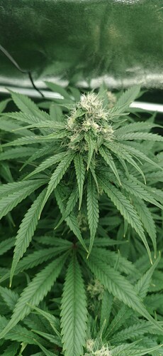 Growreport Bild 25