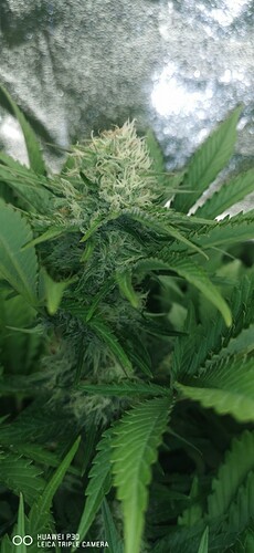 Growreport Bild 10