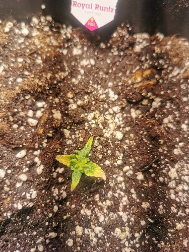 Growreport Bild 3