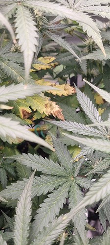 Growreport Bild 14