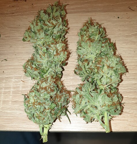 Growreport Bild 2