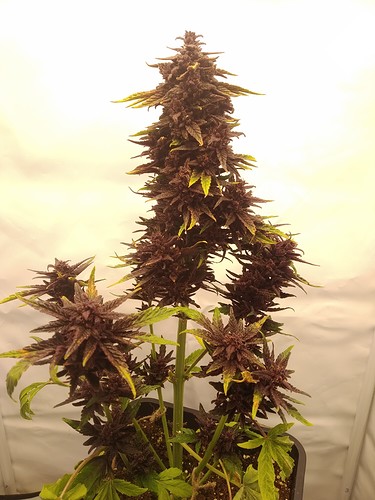Growreport Bild 5