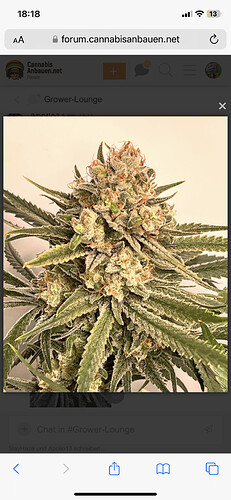 Growreport Bild 6