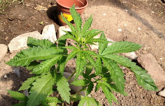 054_AutoBluete08_BBmutant